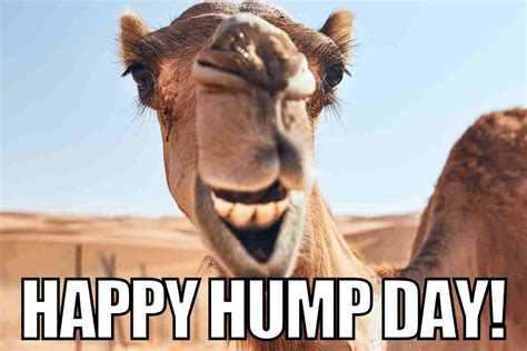 sexy happy hump day meme|Hump Day gifs